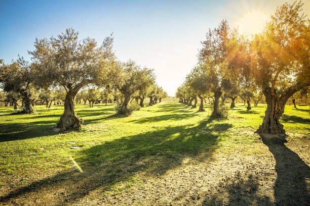 Olive Groves